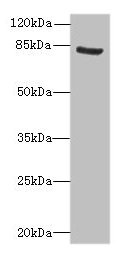 NOL10 Antibody - Western blot All lanes: NOL10 antibody at 8µg/ml + K562 whole cell lysate Secondary Goat polyclonal to rabbit IgG at 1/10000 dilution Predicted band size: 81, 75, 22, 78 kDa Observed band size: 81 kDa