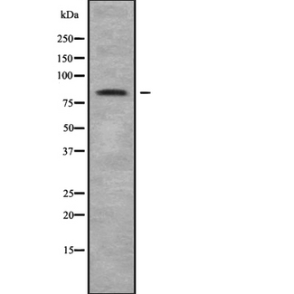 NOL11 Antibody - Western blot analysis NOL11 using COS7 whole cells lysates