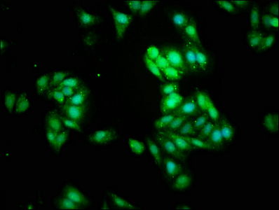 NOL3 / ARC Antibody - Immunofluorescence staining of HepG2 cells with NOL3 Antibody at 1:266, counter-stained with DAPI. The cells were fixed in 4% formaldehyde, permeabilized using 0.2% Triton X-100 and blocked in 10% normal Goat Serum. The cells were then incubated with the antibody overnight at 4°C. The secondary antibody was Alexa Fluor 488-congugated AffiniPure Goat Anti-Rabbit IgG(H+L).