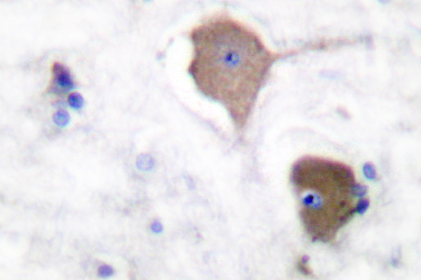 NOL3 / ARC Antibody - IHC of ARC (E194) pAb in paraffin-embedded human brain tissue.