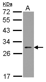 NOL3 / ARC Antibody - Sample (30 ug of whole cell lysate) A: HeLa 12% SDS PAGE NOL3 antibody diluted at 1:1000