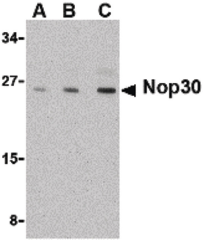 NOL3 / ARC Antibody - Western blot of Nop30 in mouse muscle tissue lysate with Nop30 antibody at (A) 0.5, (B) 1 and (C) 2 ug/ml.