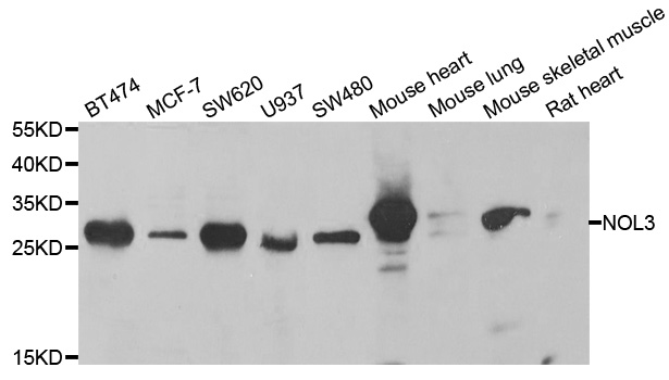 NOL3 / ARC Antibody - Western blot analysis of extracts of various cell lines.