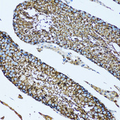 NOL3 / ARC Antibody - Immunohistochemistry of paraffin-embedded rat testis tissue.