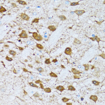 NOL3 / ARC Antibody - Immunohistochemistry of paraffin-embedded rat brain tissue.