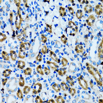 NOL3 / ARC Antibody - Immunohistochemistry of paraffin-embedded rat kidney tissue.