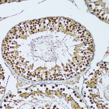 NOL3 / ARC Antibody - Immunohistochemistry of paraffin-embedded mouse testis tissue.