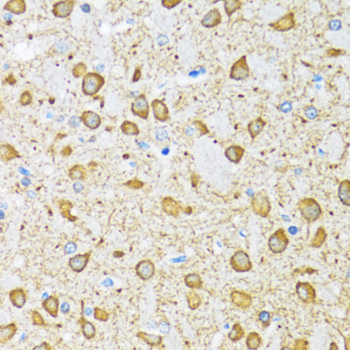 NOL3 / ARC Antibody - Immunohistochemistry of paraffin-embedded mouse brain tissue.