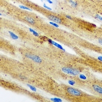 NOL3 / ARC Antibody - Immunohistochemical analysis of Nop30 staining in mouse heart formalin fixed paraffin embedded tissue section. The section was pre-treated using heat mediated antigen retrieval with sodium citrate buffer (pH 6.0). The section was then incubated with the antibody at room temperature and detected using an HRP conjugated compact polymer system. DAB was used as the chromogen. The section was then counterstained with hematoxylin and mounted with DPX.