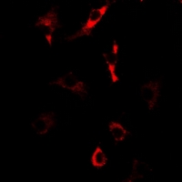 NOL3 / ARC Antibody - Immunofluorescent analysis of Nop30 staining in U2OS cells. Formalin-fixed cells were permeabilized with 0.1% Triton X-100 in TBS for 5-10 minutes and blocked with 3% BSA-PBS for 30 minutes at room temperature. Cells were probed with the primary antibody in 3% BSA-PBS and incubated overnight at 4 deg C in a humidified chamber. Cells were washed with PBST and incubated with a DyLight 594-conjugated secondary antibody (red) in PBS at room temperature in the dark.