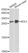 NOL3 / ARC Antibody - Western blot analysis of extracts of various cell lines, using NOL3 antibody at 1:1000 dilution. The secondary antibody used was an HRP Goat Anti-Rabbit IgG (H+L) at 1:10000 dilution. Lysates were loaded 25ug per lane and 3% nonfat dry milk in TBST was used for blocking. An ECL Kit was used for detection and the exposure time was 30s.