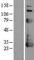 NOL3 / ARC Protein - Western validation with an anti-DDK antibody * L: Control HEK293 lysate R: Over-expression lysate