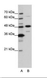 NOL4 Antibody - A: Marker, B: HepG2 Cell Lysate.  This image was taken for the unconjugated form of this product. Other forms have not been tested.
