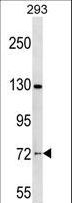 NOL4 Antibody - NOL4 Antibody western blot of 293 cell line lysates (35 ug/lane). The NOL4 antibody detected the NOL4 protein (arrow).