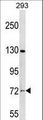 NOL4 Antibody - NOL4 Antibody western blot of 293 cell line lysates (35 ug/lane). The NOL4 antibody detected the NOL4 protein (arrow).
