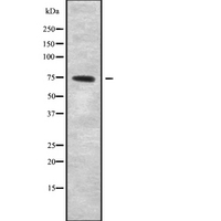NOL4 Antibody - Western blot analysis NOL4 using K562 whole cells lysates