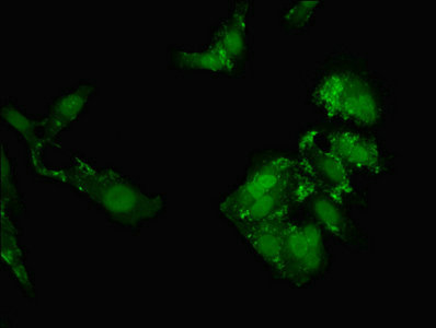 NOL4L Antibody - Immunofluorescent analysis of Hela cells using NOL4L Antibody at dilution of 1:100 and Alexa Fluor 488-congugated AffiniPure Goat Anti-Rabbit IgG(H+L)