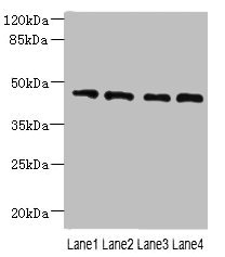 NOL4L Antibody - Western blot All lanes: NOL4L antibody at 0.3µg/ml Lane 1: PC-3 whole cell lysate Lane 2: A549 whole cell lysate Lane 3: HepG2 whole cell lysate Lane 4: K562 whole cell lysate Secondary Goat polyclonal to rabbit IgG at 1/10000 dilution Predicted band size: 48, 44 kDa Observed band size: 48 kDa