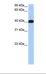 NOL5A / NOP56 Antibody - Fetal lung cell lysate. Antibody concentration: 0.5 ug/ml. Gel concentration: 12%.  This image was taken for the unconjugated form of this product. Other forms have not been tested.