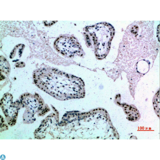 NOL5A / NOP56 Antibody - Immunohistochemical analysis of paraffin-embedded human-placenta, antibody was diluted at 1:200.