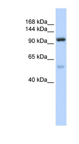 NOL6 / NRAP Antibody - NOL6 antibody Western blot of 721_B cell lysate. This image was taken for the unconjugated form of this product. Other forms have not been tested.