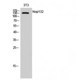 NOL8 Antibody - Western blot of Nop132 antibody