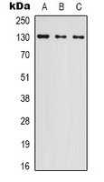 NOL8 Antibody - Western blot analysis of NOL8 expression in HEK293T (A); COLO205 (B); NIH3T3 (C) whole cell lysates.