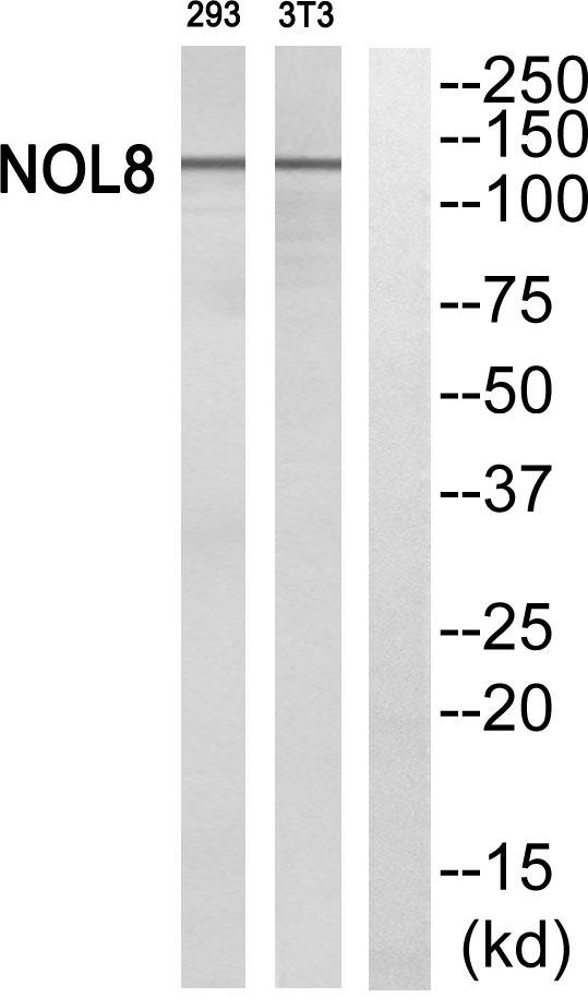 NOL8 Antibody - Western blot analysis of extracts from 293 cells and 3T3 cells, using NOL8 antibody.