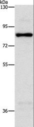 NOL9 Antibody - Western blot analysis of HeLa cell, using NOL9 Polyclonal Antibody at dilution of 1:1250.