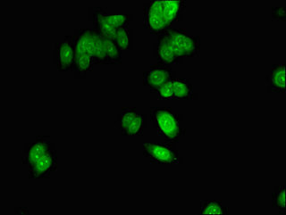 NOLA2 Antibody - Immunofluorescent analysis of HepG2 cells using NHP2 Antibody at dilution of 1:100 and Alexa Fluor 488-congugated AffiniPure Goat Anti-Rabbit IgG(H+L)