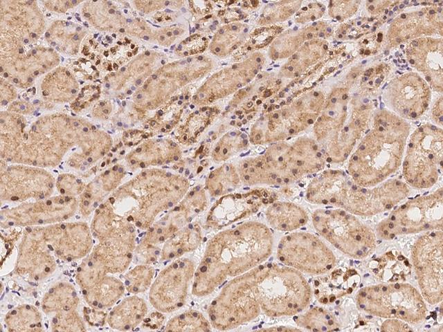 NOLC1 Antibody - Immunochemical staining of human NOLC1 in human kidney with rabbit polyclonal antibody at 1:100 dilution, formalin-fixed paraffin embedded sections.
