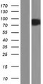 NOLC1 Protein - Western validation with an anti-DDK antibody * L: Control HEK293 lysate R: Over-expression lysate