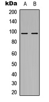 NOM1 Antibody - Western blot analysis of NOM1 expression in HEK293T (A); H9C2 (B) whole cell lysates.