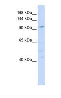 NOMO1 / PM5 Antibody - Hela cell lysate. Antibody concentration: 1.0 ug/ml. Gel concentration: 6-18%.  This image was taken for the unconjugated form of this product. Other forms have not been tested.