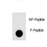 NOMO1 / PM5 Antibody - Dot blot of anti-Phospho-NOMO1-pS1205 Antibody on nitrocellulose membrane. 50ng of Phospho-peptide or Non Phospho-peptide per dot were adsorbed. Antibody working concentrations are 0.5ug per ml.
