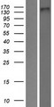 NOMO2 Protein - Western validation with an anti-DDK antibody * L: Control HEK293 lysate R: Over-expression lysate