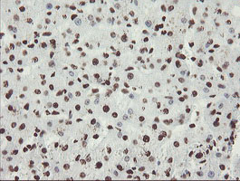 NONO / P54NRB Antibody - IHC of paraffin-embedded Human liver tissue using anti-NONO mouse monoclonal antibody. (Heat-induced epitope retrieval by 10mM citric buffer, pH6.0, 100C for 10min).