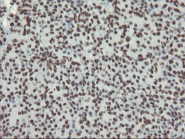 NONO / P54NRB Antibody - IHC of paraffin-embedded Human pancreas tissue using anti-NONO mouse monoclonal antibody. (Heat-induced epitope retrieval by 10mM citric buffer, pH6.0, 100C for 10min).