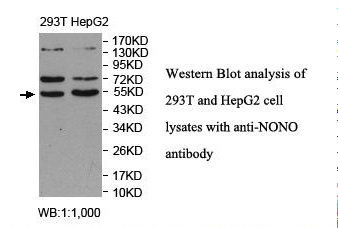 NONO / P54NRB Antibody