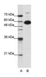 NONO / P54NRB Antibody - A: Marker, B: HepG2 Cell Lysate.  This image was taken for the unconjugated form of this product. Other forms have not been tested.