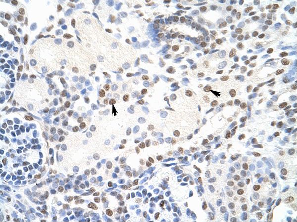 NONO / P54NRB Antibody - NONO antibody ARP40716_T100-NP_031389-NONO (non-POU domain containing, octamer-binding) Antibody was used in IHC to stain formalin-fixed, paraffin-embedded human kidney.  This image was taken for the unconjugated form of this product. Other forms have not been tested.