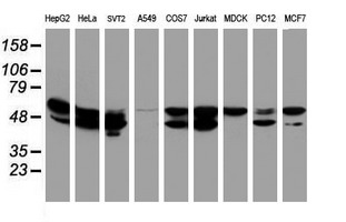 NONO / P54NRB Antibody - Western blot of extracts (35 ug) from 9 different cell lines by using anti-NONO monoclonal antibody (HepG2: human; HeLa: human; SVT2: mouse; A549: human; COS7: monkey; Jurkat: human; MDCK: canine; PC12: rat; MCF7: human).