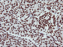 NONO / P54NRB Antibody - IHC of paraffin-embedded Human pancreas tissue using anti-NONO mouse monoclonal antibody.