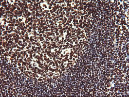 NONO / P54NRB Antibody - IHC of paraffin-embedded Human tonsil using anti-NONO mouse monoclonal antibody.