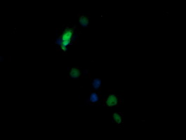NONO / P54NRB Antibody - Anti-NONO mouse monoclonal antibody immunofluorescent staining of COS7 cells transiently transfected by pCMV6-ENTRY NONO.