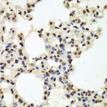 NONO / P54NRB Antibody - Immunohistochemistry of paraffin-embedded mouse lung tissue.