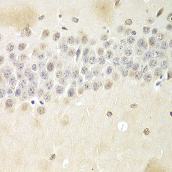 NONO / P54NRB Antibody - Immunohistochemistry of paraffin-embedded mouse brain tissue.