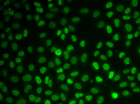NONO / P54NRB Antibody - Immunofluorescence analysis of U2OS cells.