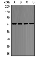 NONO / P54NRB Antibody - Western blot analysis of p54nrb expression in HeLa (A); SW620 (B); mouse brain (C); mouse kidney (D) whole cell lysates.