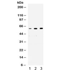 NONO / P54NRB Antibody